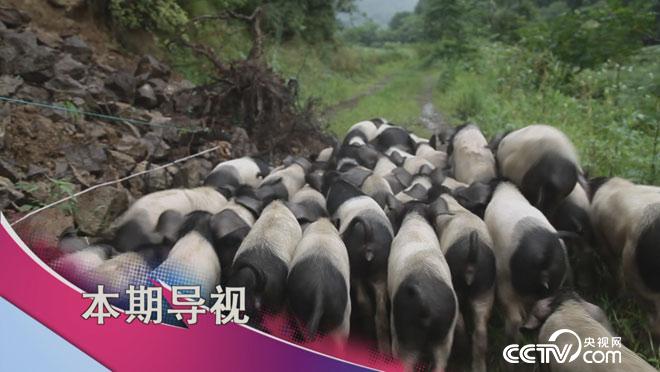 食尚大转盘:当杨梅抱上猪大腿