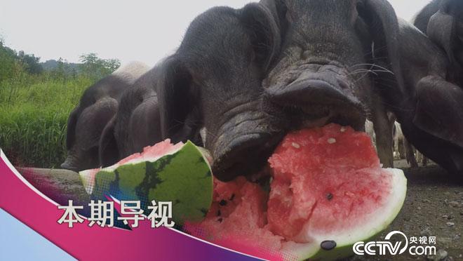 食尚大转盘:当杨梅抱上猪大腿