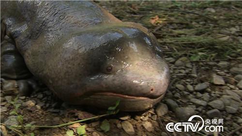 卖好凶猛大丑鱼 水中生出黑金子