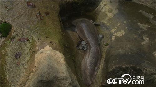 卖好凶猛大丑鱼 水中生出黑金子