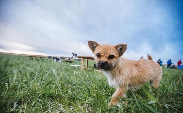 The adorable pooch, who was named &ldquo;Gobi&rdquo; by the runners, is only about 18 months old.
