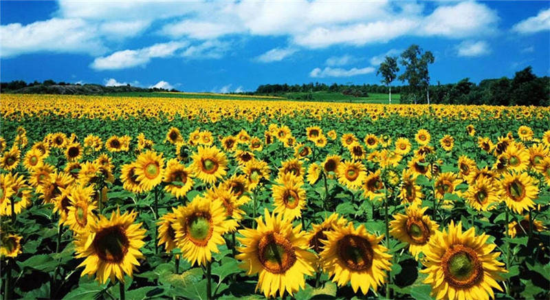 甘南县有中国向日葵之乡的美誉