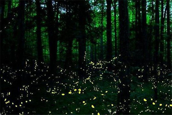 It is 8pm and in the middle of the Mexican forest where thousands of fireflies illuminate the night.