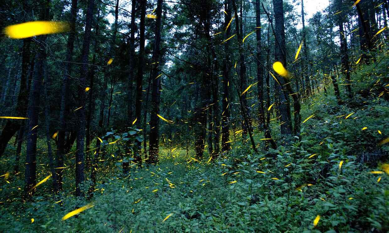 It is 8pm and in the middle of the Mexican forest where thousands of fireflies illuminate the night.