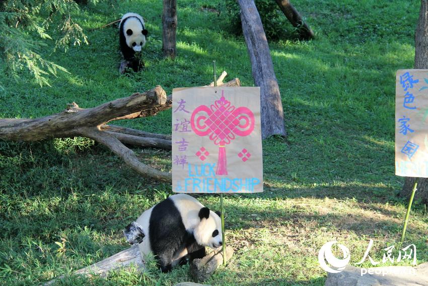 Panda cub marks 1st birthday in Washington DC with his fans