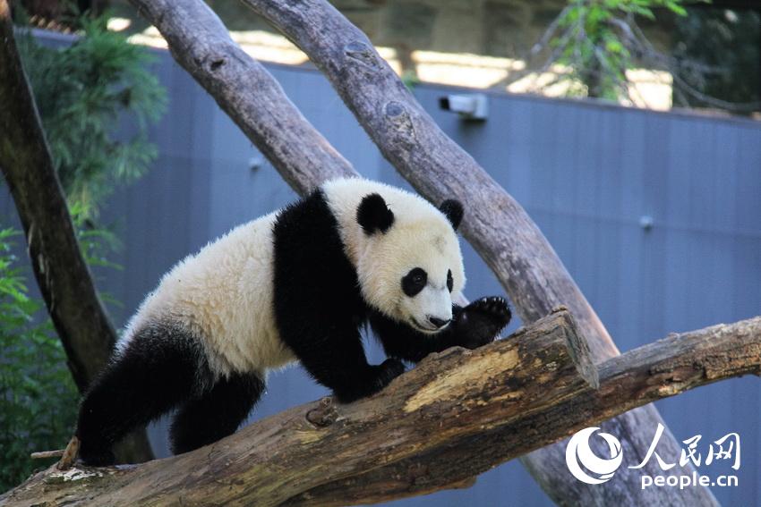 Panda cub marks 1st birthday in Washington DC with his fans