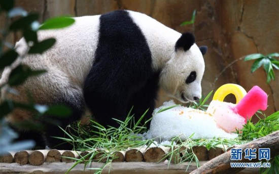 In Malaysia, hundreds of visitors joined journalists and zookeepers to celebrate the tenth birthday of two giant pandas: Xing Xing and Liang Liang.