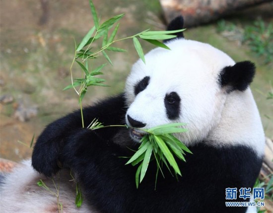 In Malaysia, hundreds of visitors joined journalists and zookeepers to celebrate the tenth birthday of two giant pandas: Xing Xing and Liang Liang.