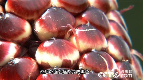 同样的玉米 他咋卖得那么火