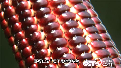 同样的玉米 他咋卖得那么火