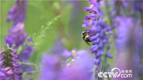山东小伙儿追寻千里之外的财富