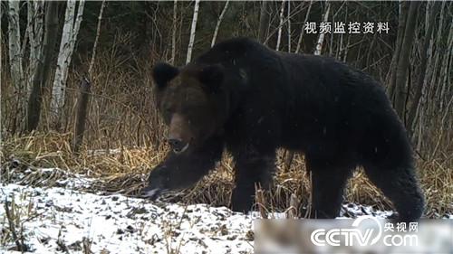 山东小伙儿追寻千里之外的财富
