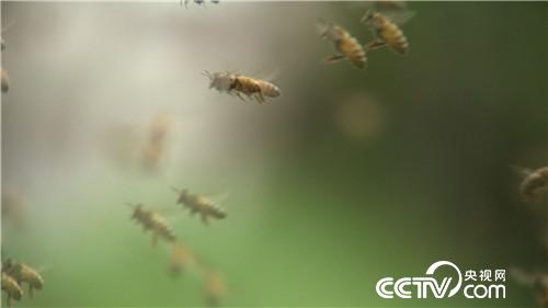 山东小伙儿追寻千里之外的财富