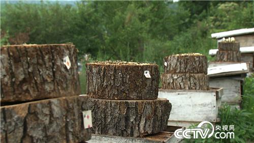 山东小伙儿追寻千里之外的财富