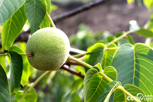 杜修明果园里的核桃