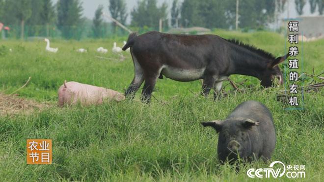 食尚大转盘:七层五花肉的秘密