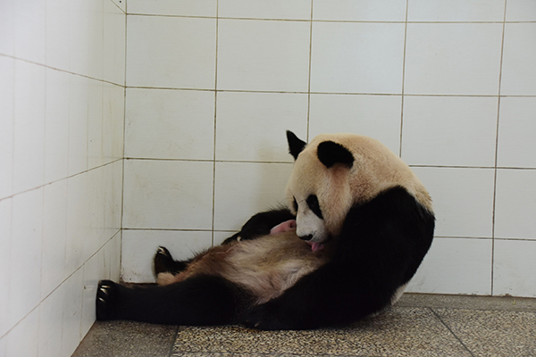 Giant panda gives birth to female cub