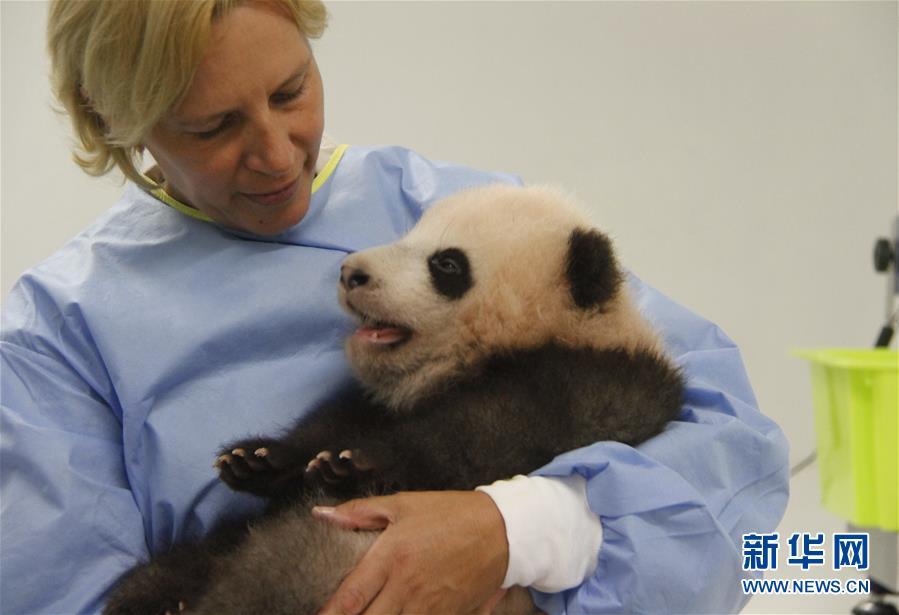 Up till recently, Belgium&rsquo;s baby panda has just been known as &ldquo;Baby P,&rdquo; but on Thursday at a Belgian zoo &ldquo;Baby P&rdquo; was officially named &ldquo;Tian Bao.&rdquo;