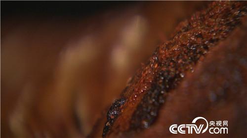 致富经 穷小子养野猪如何年卖千万