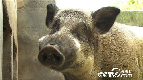 致富经 穷小子养野猪如何年卖千万