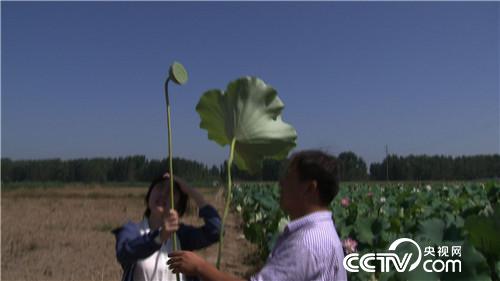 致富经:水塘里开出的“金莲花”