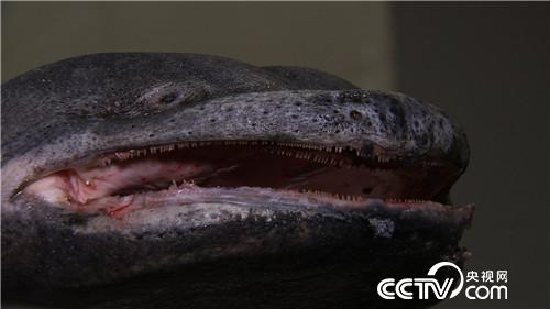 致富经:曹大胆儿和他的“娃娃鱼+”财富秘笈