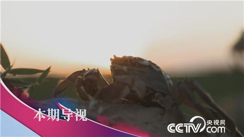 食尚大转盘:乌梁素海品蟹香 10月23日