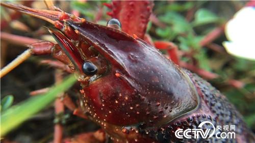 致富经:爱吹牛的小伙一年吹出百万财