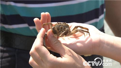 簖蟹是啥蟹 让他迎来爱情赢来财