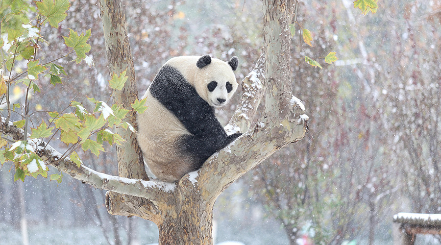 A very happy Chinese panda Youyou, who recently relocated to cooler climates, experienced his first heavy snowfall and, much like an excited child, had a lot of fun playing in it.