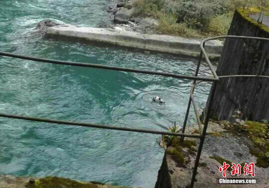A four-year-old giant panda fell into a river near a hydropower station in southwest China