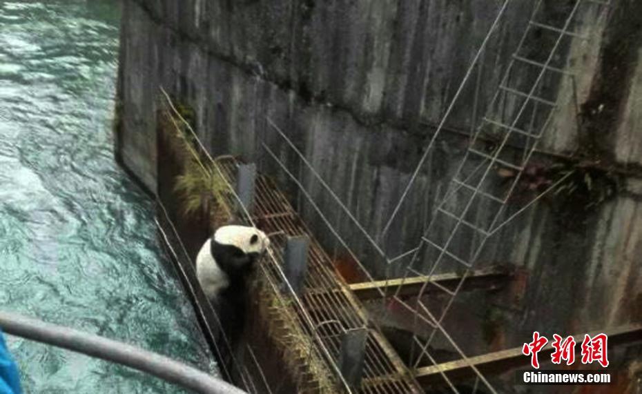 A four-year-old giant panda fell into a river near a hydropower station in southwest China
