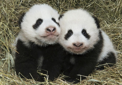 Twin baby pandas born in August at the Vienna zoo finally have names. The male is called Fu Ban, meaning Lucky Companion. The female was named Fu Feng, or Lucky Phoenix. About 12,000 people voted from a selection of names.