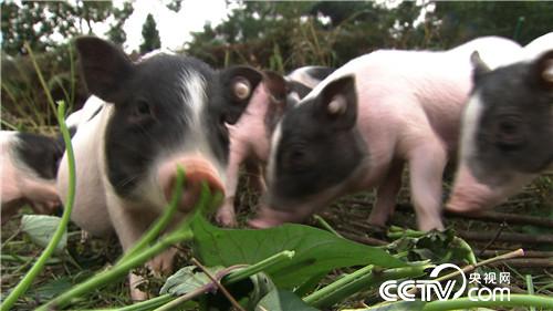 致富经:财富从一头小猪卖2万多开始 11月21日