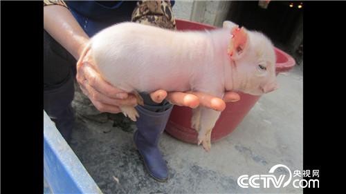 财富从一头小猪卖2万多开始(2016.11.21)