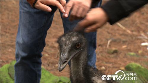 财富从一头小猪卖2万多开始(2016.11.21)