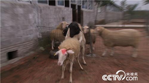 市场低迷 他靠神奇树叶让羊价翻两倍(2016.11.22)