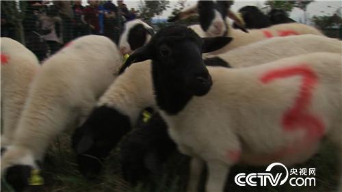 市场低迷 他靠神奇树叶让羊价翻两倍(2016.11.22)