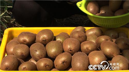 致富经:网络主播年赚300万元的背后 12月6日