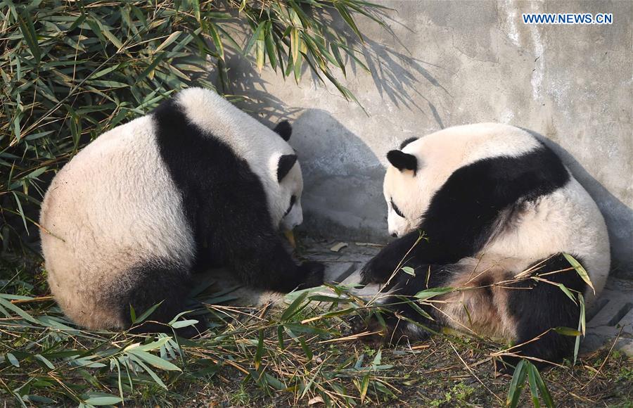 Twin pandas Meilun (R) and Meihuan play at the Chengdu Research Base of Giant Panda Breeding in Chengdu, southwest China
