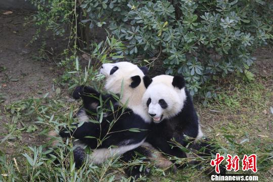 Twin pandas Meilun (R) and Meihuan play at the Chengdu Research Base of Giant Panda Breeding in Chengdu, southwest China