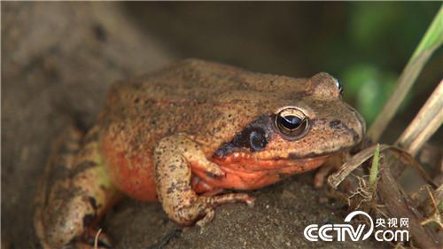 “李大蛤蟆”深山淘出千万财