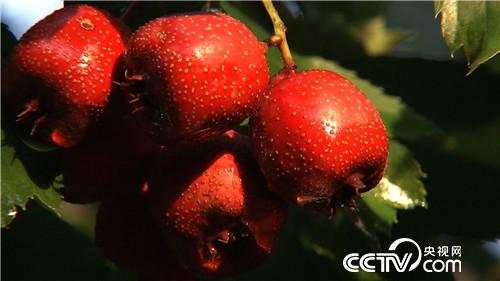 致富经:年赚5000万 创业就靠八个字 12月12日