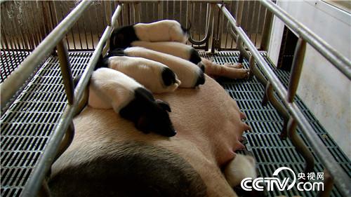 致富经:飞行员恋上熊猫猪 12月14日