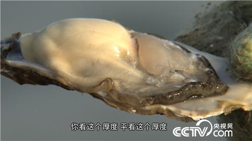 致富经:赚钱全靠一种水 12月15日