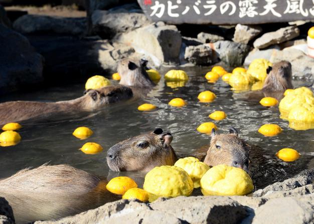  capybaras in a zoo in Nagano prefecture enjoyed the spa treatment