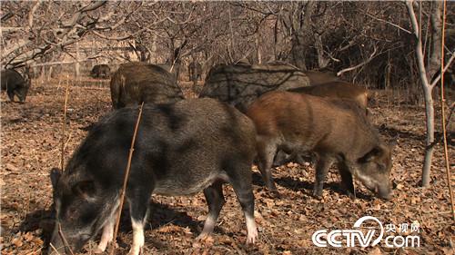 致富经:莽汉养野猪 一错再错之后 12月27日