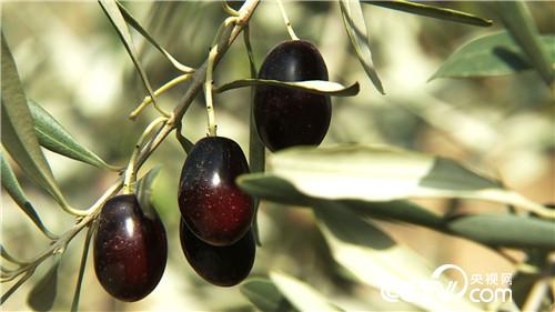 致富经:难吃果子 年入两千万 1月5日