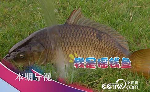 食尚大转盘:百元萝卜炖“傻鱼” 1月8日