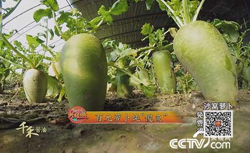 食尚大转盘:百元萝卜炖“傻鱼” 1月8日